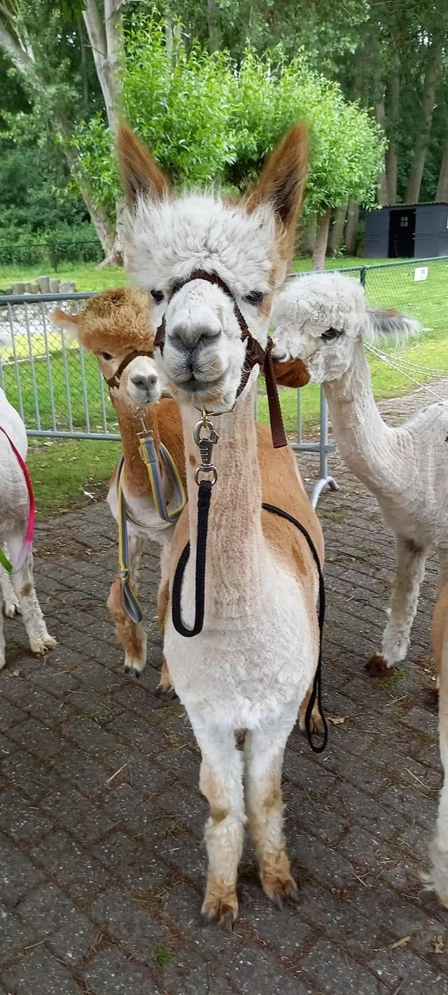 Alpaca 2